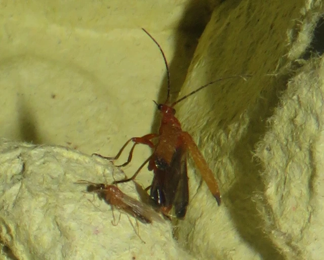 Rhagonycha fulva - feketevégű lágybogár
