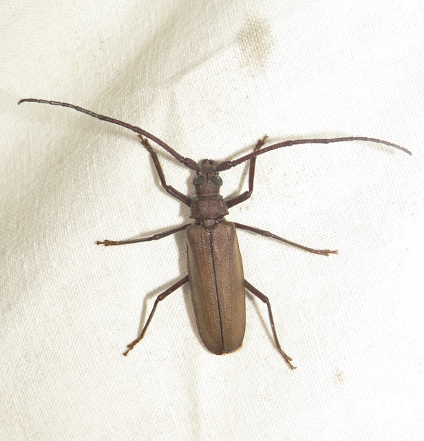 Aegosoma scabricorne - diófacincér