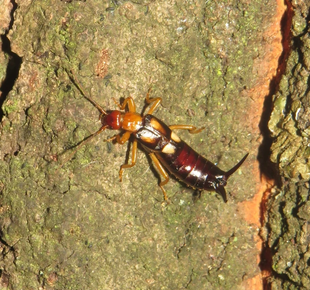 Forficula smyrnensis - szmirnai fülbemászó