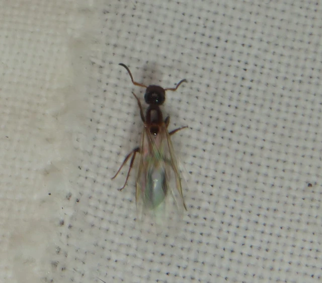 Colobopsis truncata - kapushangya