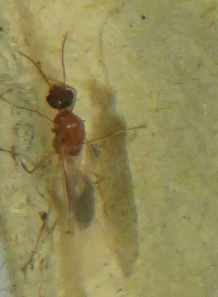 Colobopsis truncata - kapushangya