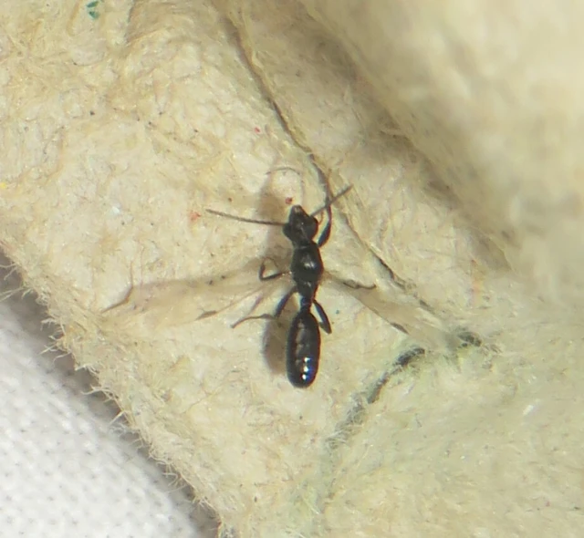 Dolichoderus quadripunctatus - négypettyes erdeihangya