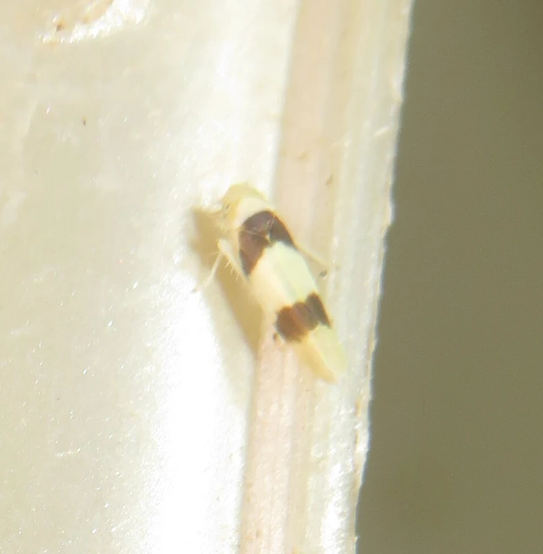 Zonocyba bifasciata