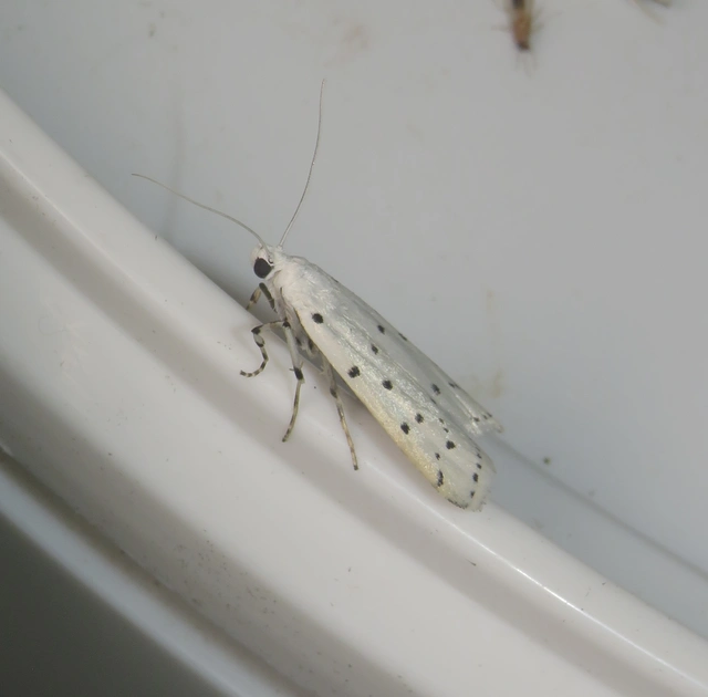 Myelois circumvoluta - pettyes karcsúmoly