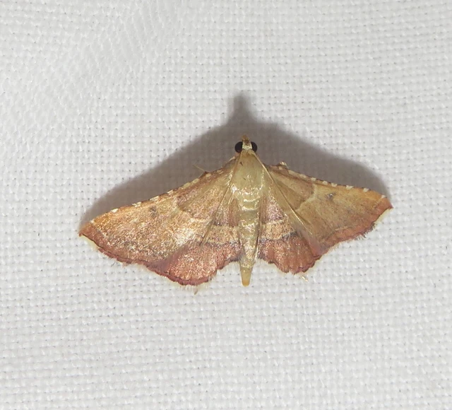 Endotricha flammealis - tüzesszárnyú fényilonca