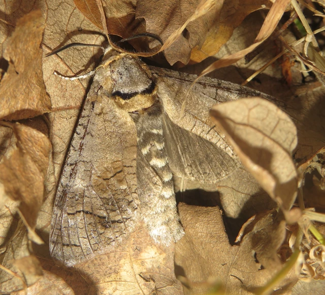 Cossus cossus - fűzfarontólepke