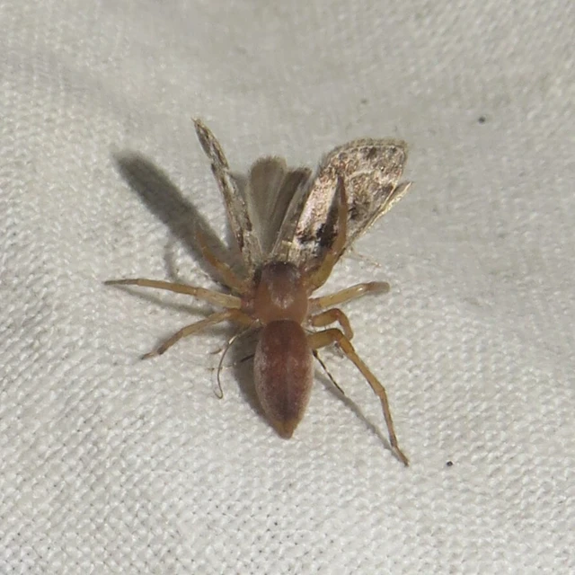 Clubiona