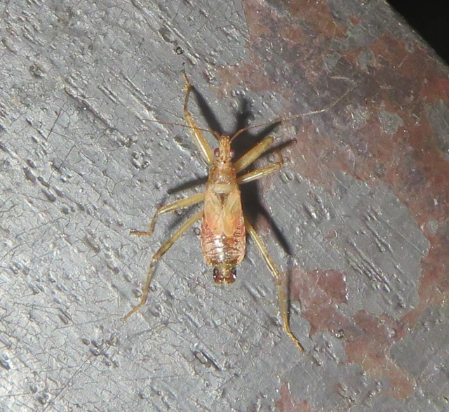 Himacerus