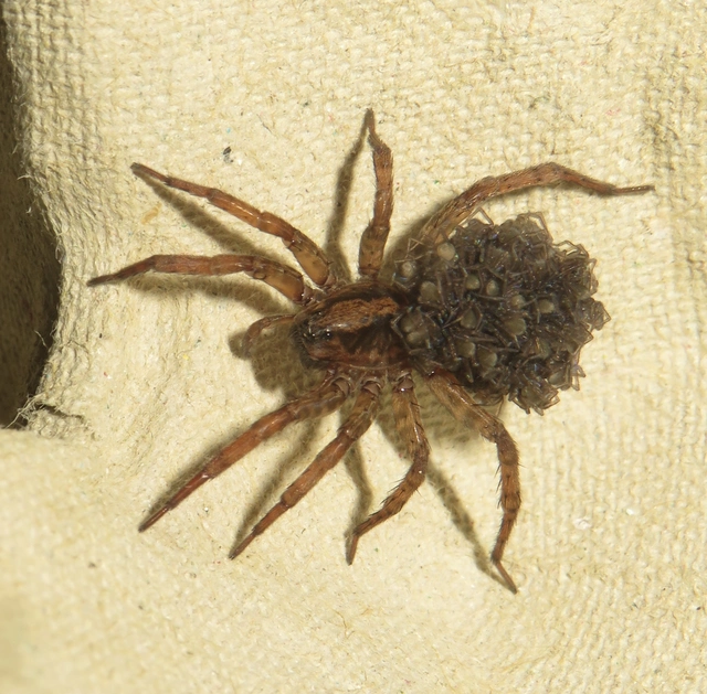 Trochosa