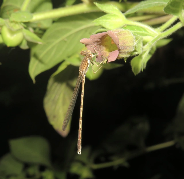 Sympecma fusca - téli rablószitakötő