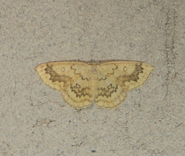 Cyclophora annularia - gyűrűs pettyesaraszoló