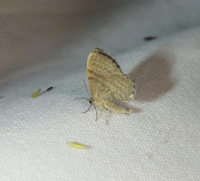 Euchoeca nebulata - barnás égeraraszoló