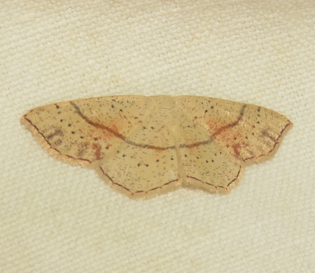 Cyclophora punctaria - sávos pettyesaraszoló