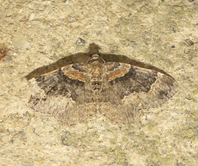 Xanthorhoe ferrugata - kerti tarkaaraszoló