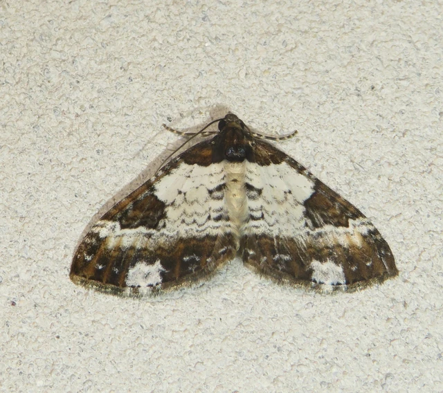 Melanthia procellata - hullámos tarkaaraszoló