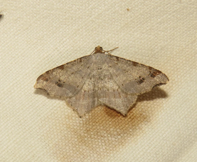 Macaria alternata - közönséges szürkearaszoló