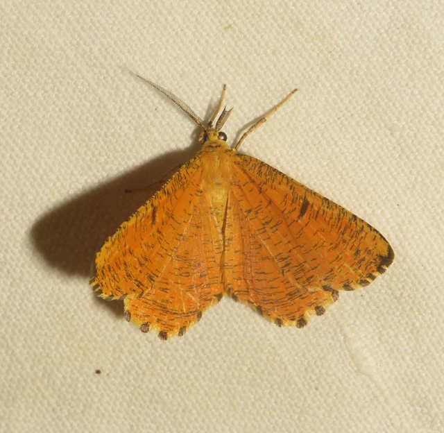 Angerona prunaria - sárga kökényaraszoló