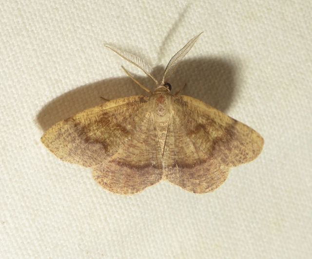 Plagodis pulveraria - szemcsés araszoló