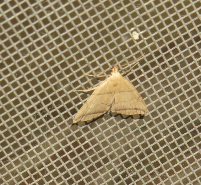 Herminia grisealis - ligeti karcsúbagoly