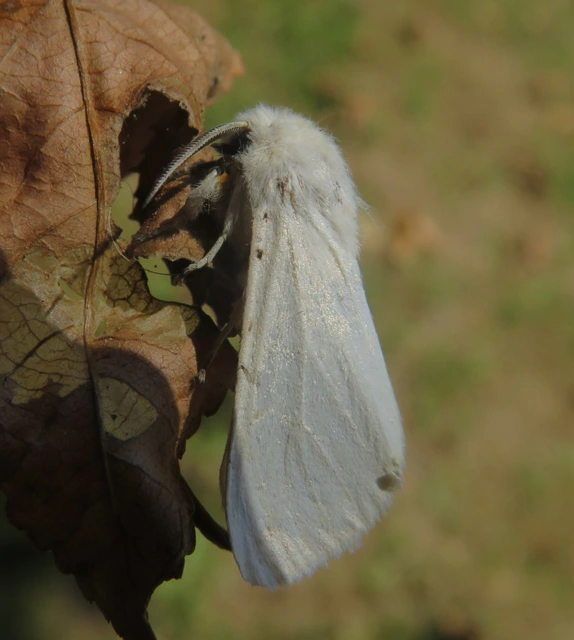Spilosoma urticae - hószínű medvelepke