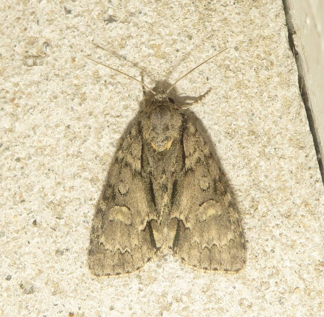 Acronicta strigosa - kis szigonyosbagoly