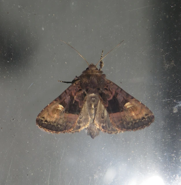 Euplexia lucipara - szeder-csipkésbagoly