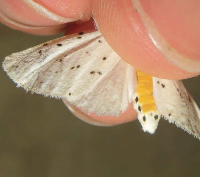 Spilosoma lubricipedum - tejszínű medvelepke