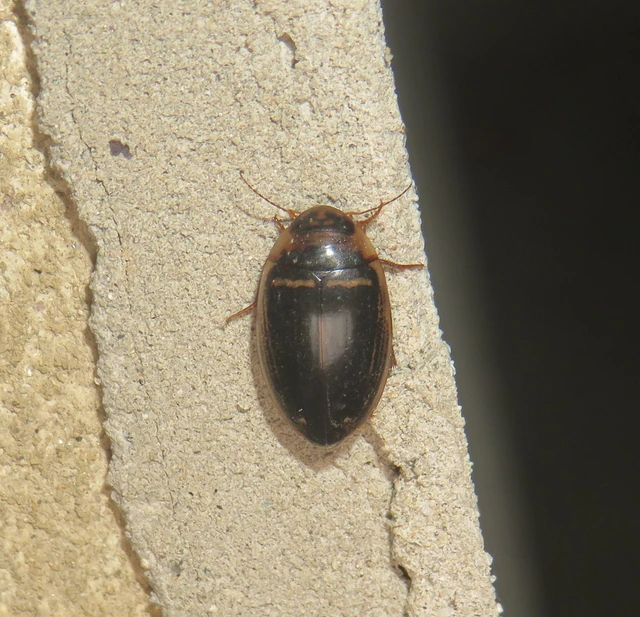 Hydaticus transversalis - harántsávos mocsáricsíkbogár