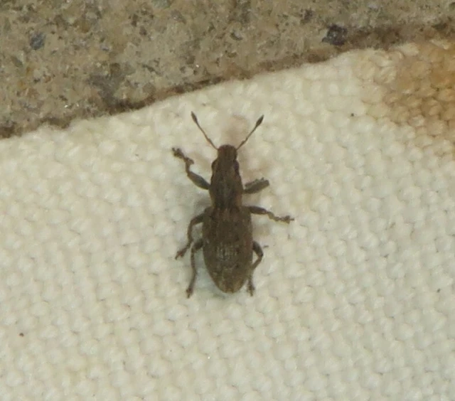 Sitona puncticollis - nagy csipkézőbogár