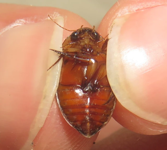 Hydaticus grammicus - déli mocsáricsíkbogár