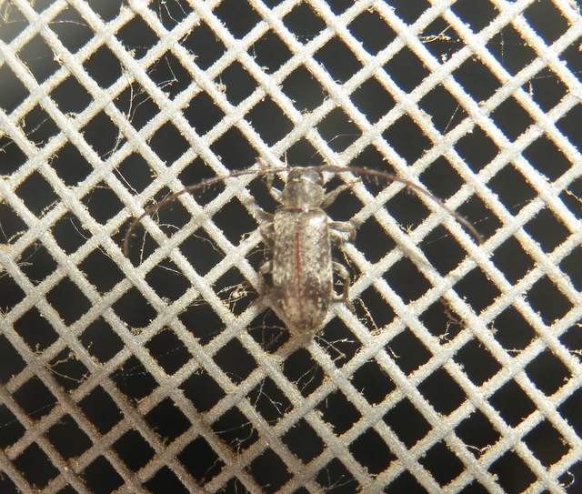 Exocentrus adspersus - tölgyfa-rőzsecincér