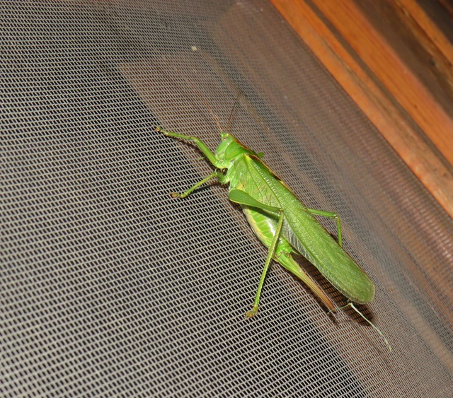 Tettigonia viridissima - zöld lombszöcske
