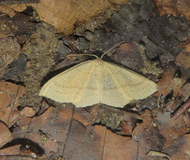 Cyclophora linearia - vonalas pettyesaraszoló