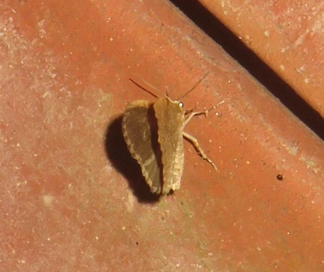 Euchoeca nebulata - barnás égeraraszoló