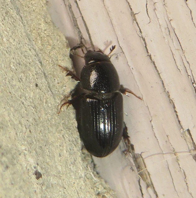Aphodius varians - változékony trágyabogár