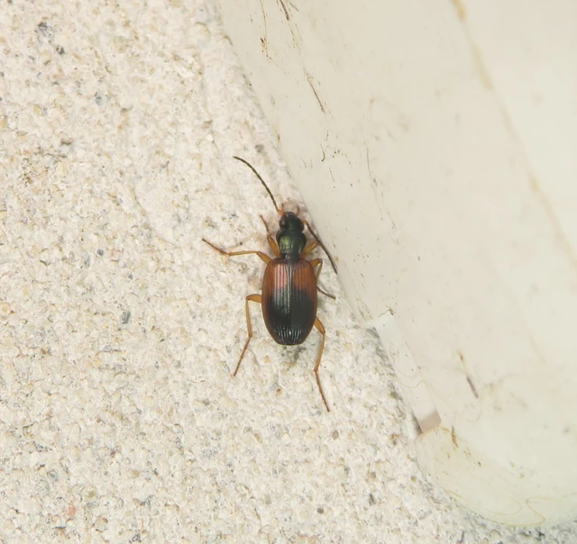 Anchomenus dorsalis - hátfoltos kisfutó