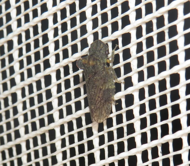 Ledra aurita - füleskabóca