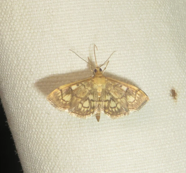 Anania stachydalis - mocsári dudvamoly