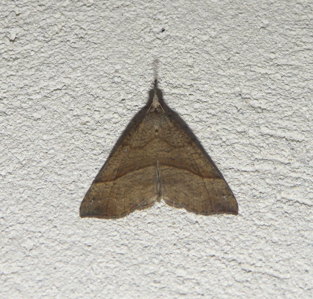 Hypena proboscidalis - ormányos karcsúbagoly