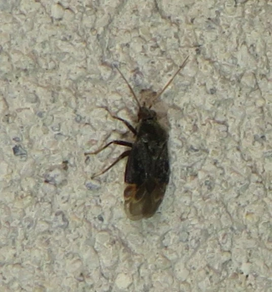 Charagochilus