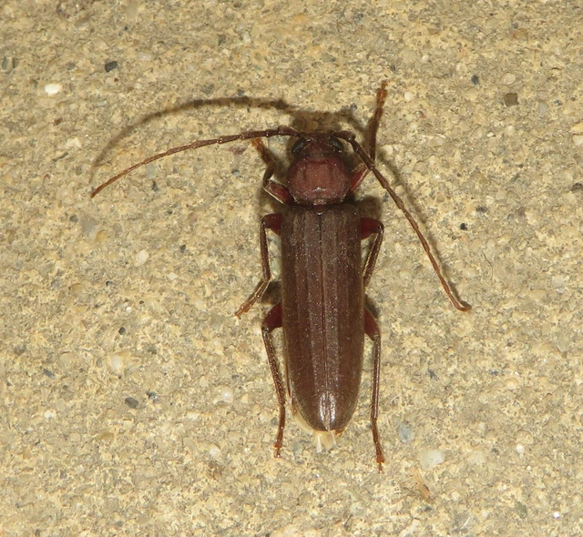 Arhopalus rusticus - gödrösnyakú cincér