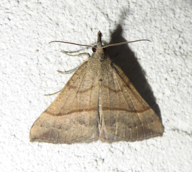 Hypena proboscidalis - ormányos karcsúbagoly