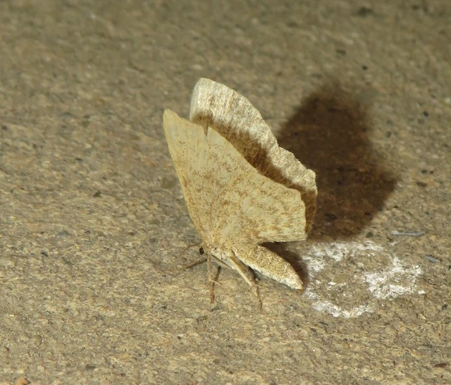Euchoeca nebulata - barnás égeraraszoló
