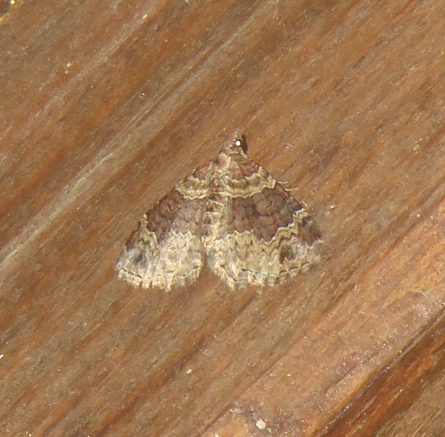 Xanthorhoe ferrugata - kerti tarkaaraszoló