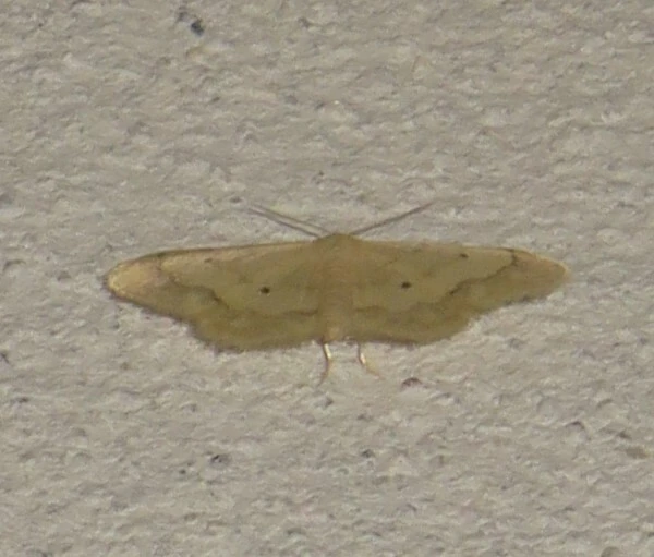 Idaea politaria - vonalas apróaraszoló