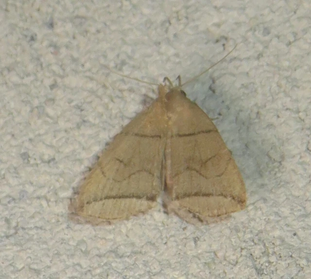 Herminia grisealis - ligeti karcsúbagoly