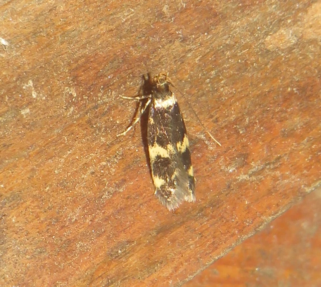 Autostichidae - avarmolyfélék