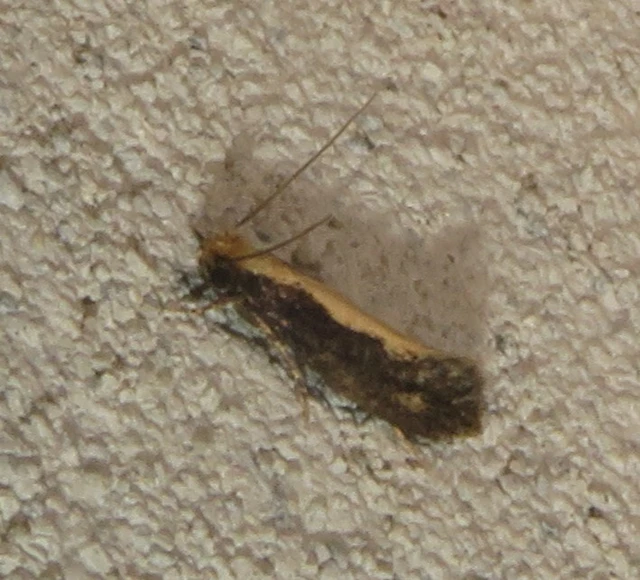Tineidae - ruhamolyfélék