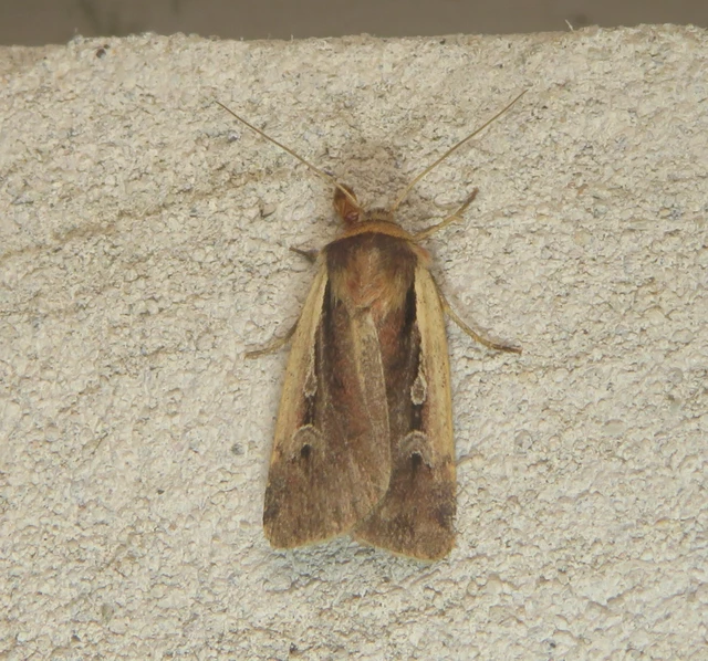 Ochropleura plecta - fehérszegélyű fűbagoly