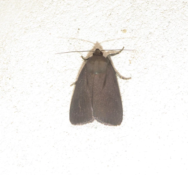 Amphipyra livida - zsírfényű bagoly